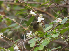 Leiothlypis celata
