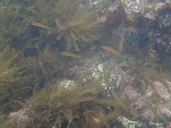 Halichoeres semicinctus