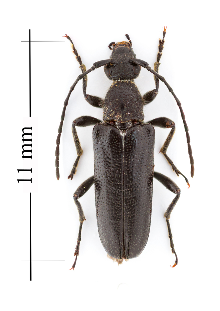 Downy Long-horned Beetle