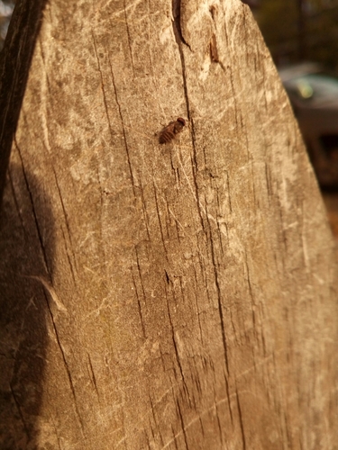 Platypezidae