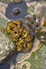 Colpomenia tuberculata