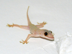 Hemidactylus mabouia