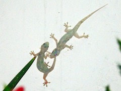 Hemidactylus mabouia