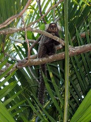Callithrix jacchus