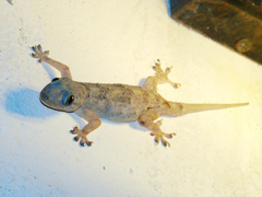 Hemidactylus mabouia