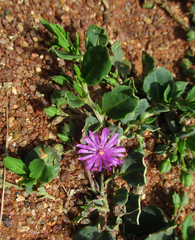 Corbichonia decumbens image