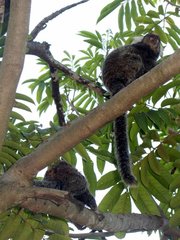 Callithrix jacchus