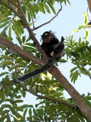 Callithrix jacchus