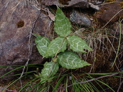 Pseudotrillium rivale