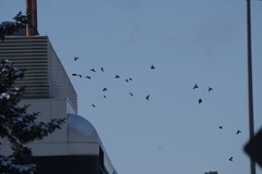 Columba livia domestica