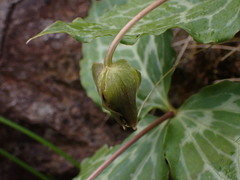 Pseudotrillium rivale