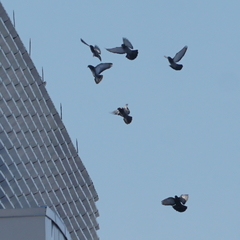 Columba livia domestica