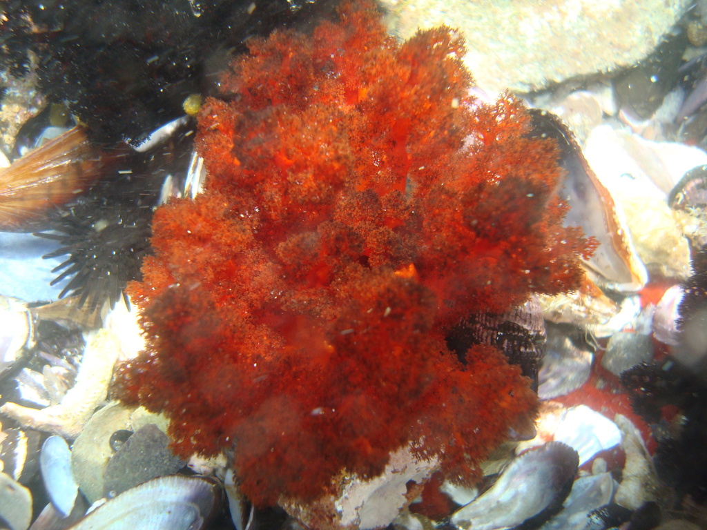 Pattalus mollis