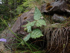 Pseudotrillium rivale