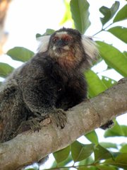 Callithrix jacchus