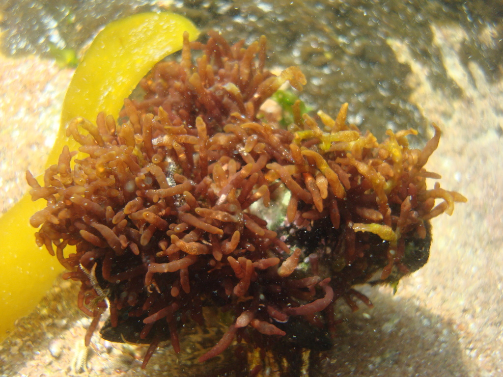 Gastroclonium cylindricum