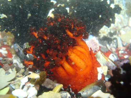Pattalus mollis image