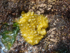 Colpomenia tuberculata