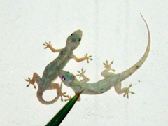 Hemidactylus mabouia