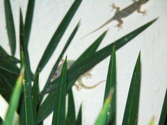 Hemidactylus mabouia