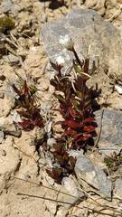 Epilobium vernicosum