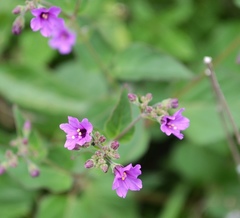 Mirabilis ovata