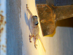 Hemidactylus mabouia