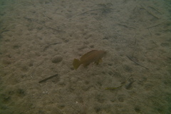 Epinephelus costae