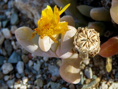 Malephora latipetala