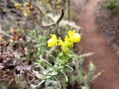 Calceolaria morisii