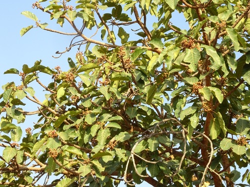 Foto de Figueira