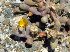 Malephora latipetala