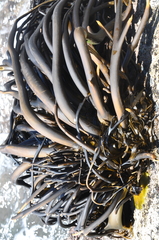Lessonia spicata
