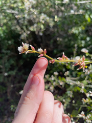 Baccharis halimifolia image