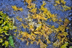 Nothogenia fastigiata