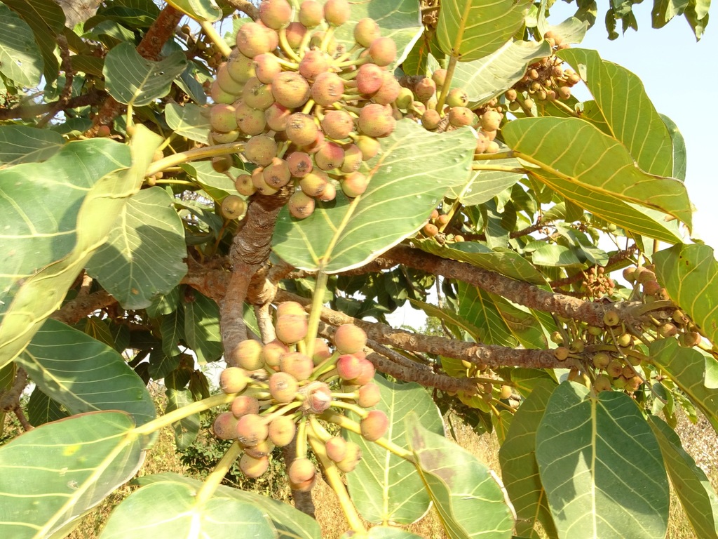 Ficus platyphylla from Banikoara, Alibori, Benin on November 30, 2020 ...