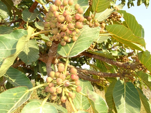 Foto de Figueira