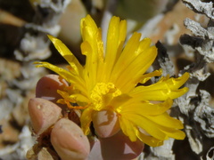 Malephora latipetala