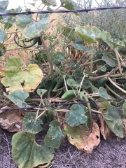 Proboscidea louisianica