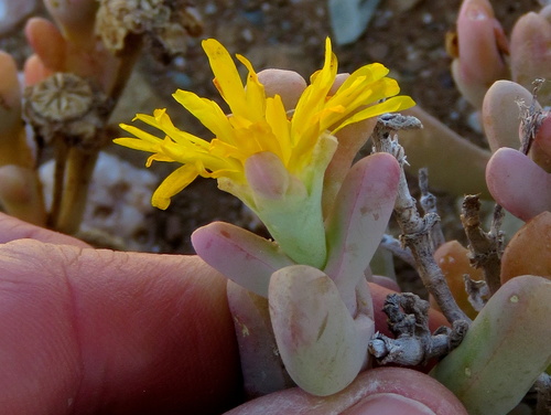Hymenocyclus latipetalus L.Bolus 3