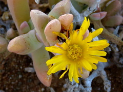 Malephora latipetala