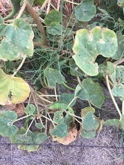 Proboscidea louisianica