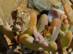 Malephora latipetala