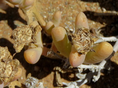 Malephora latipetala