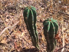 Pachycereus