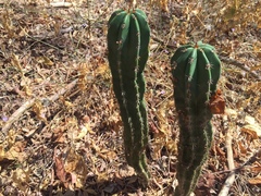 Pachycereus