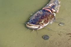 Pylodictis olivaris
