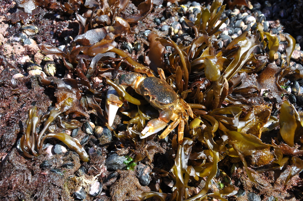 Acanthocyclus gayi