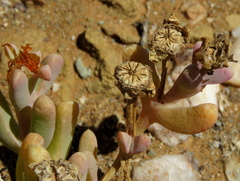 Malephora latipetala