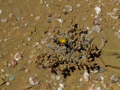 Malephora latipetala